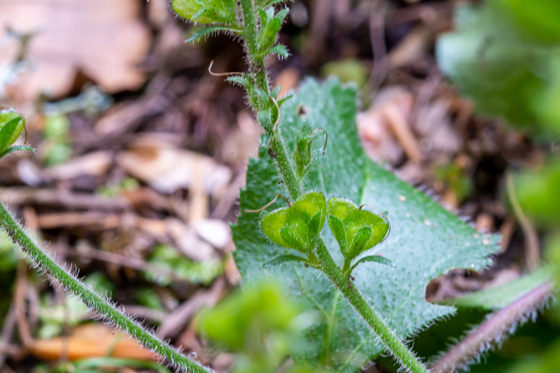 Veronica montana?  No, Veronica officinalis